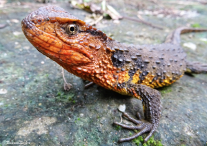 lézard crocodile