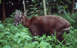 Saola