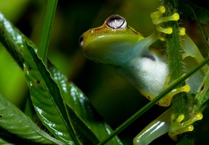 Frog in the Pacaya Samira Reserve in the Peruvian Amazon.