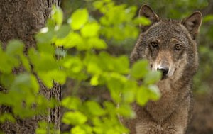 © Giancarlo Mancori / WWF Italien