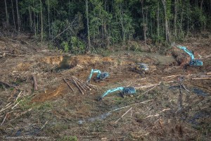 Forest Clearance in Southern Papua