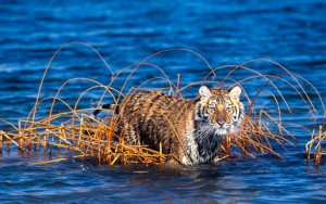 Panthera tigris altaica Siberian tiger